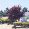 Newport Plum #10 - Image 2